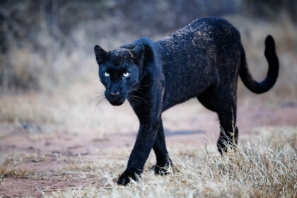 Black-Leopard-Giza-Kenya-Mackay-Africa-DSC_9171 copy