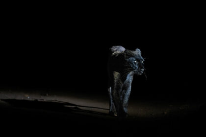 Black-Leopard-Giza-Kenya-Mackay-Africa-DSC_9375