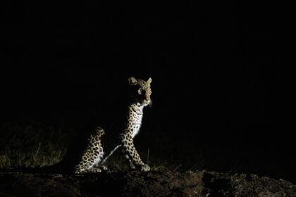 leopard-night-mashatu-DSC_7496 copy