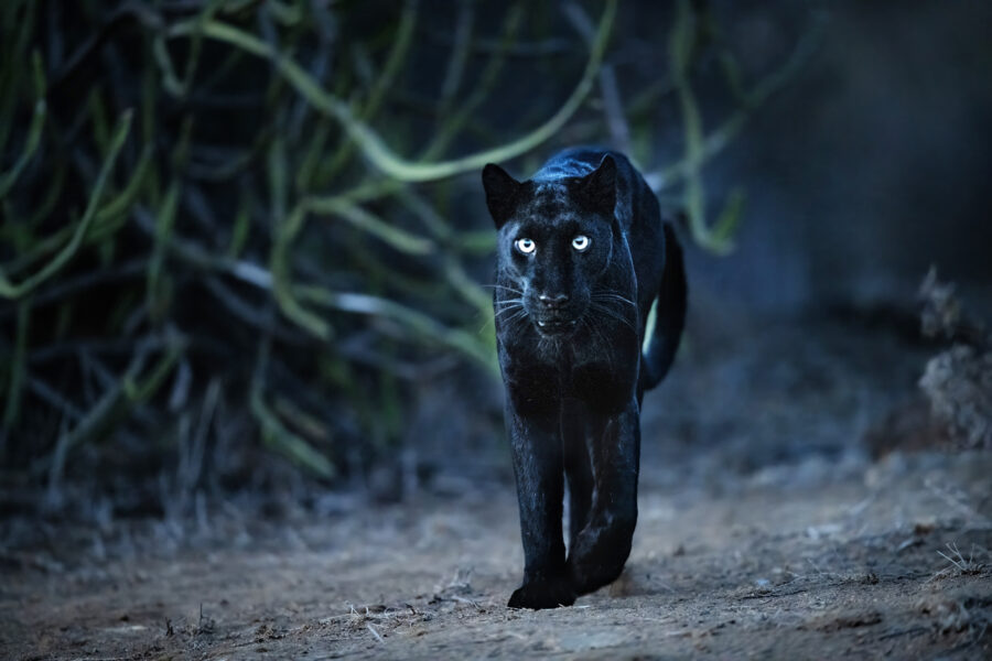 LEGENDARY WILDLIFE SAFARI KENYA 2027