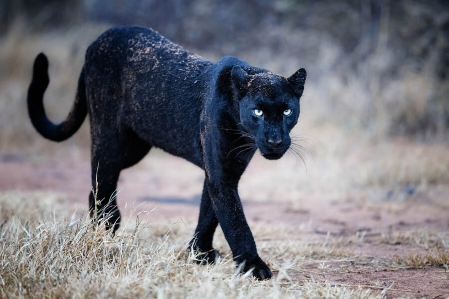 VOICES AND LEGENDS 2027