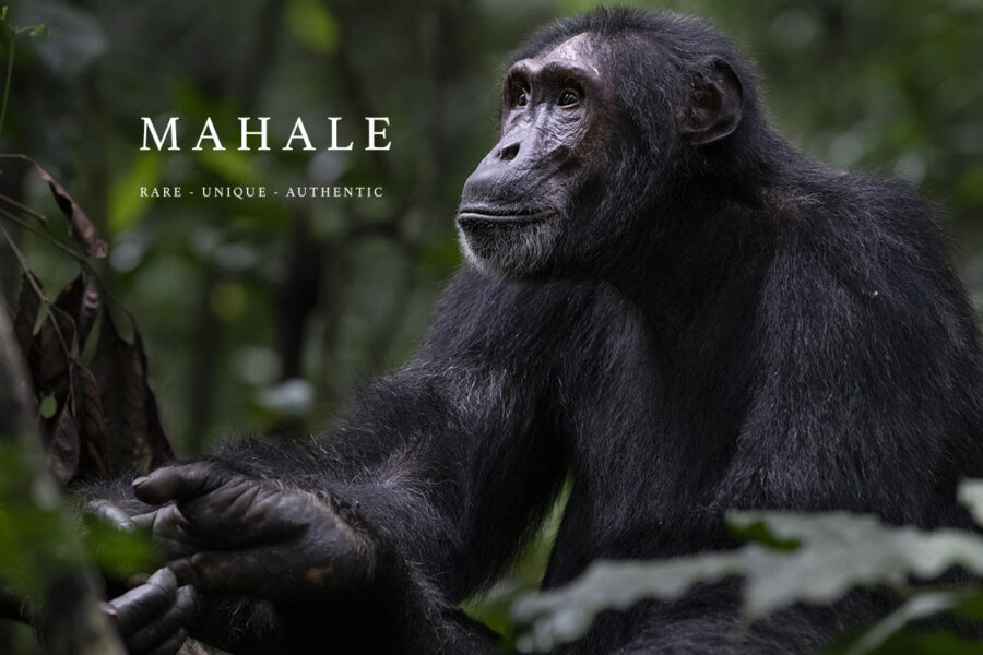 SERENGETI SECRETS AND CHIMPS 2026