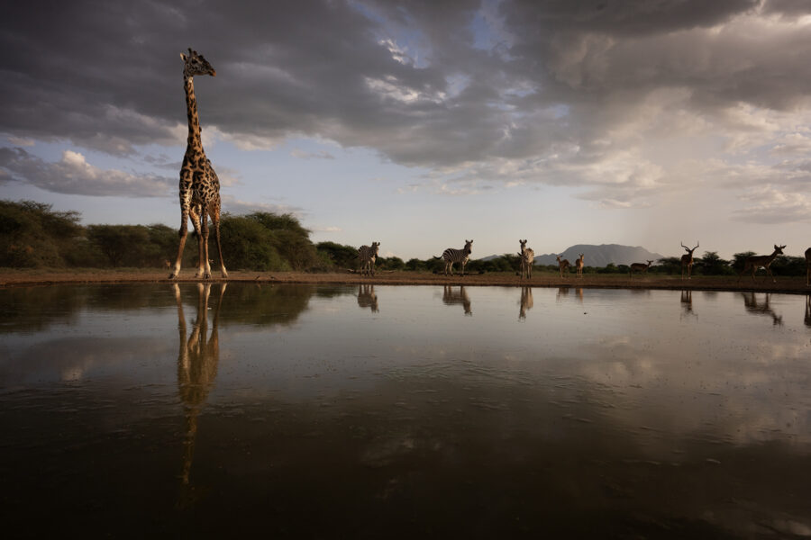 Africa Wildlife Extreme Safari 2027