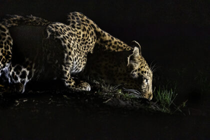 Leopard-Night-Botswana-DSC_4996