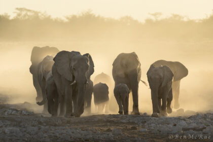 Elelphants-Namibia-Ben-McRae