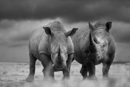 Rhinos-Solio-Ranch-DSC_0081