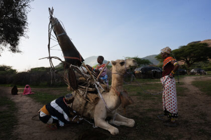 Rendilie-camel-Ndoto-DSC_3061