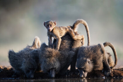 Baboons-DSC_8289