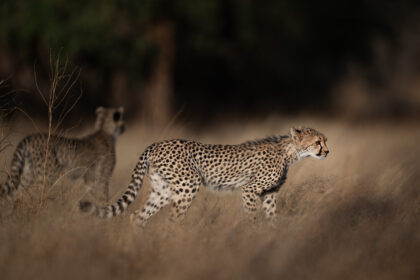 Cheetah-Samburu-Kenya-DSC_0363