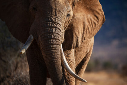 Elephant-Samburu-DSC_0440