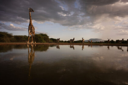 Hide-Giraffe-Day-DSC_3086
