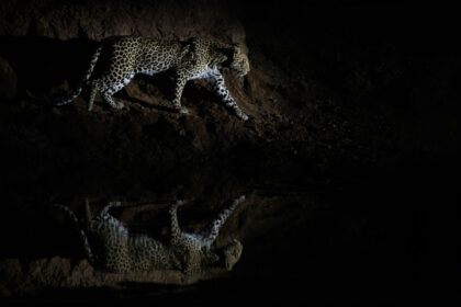 Leopard-Mala-Mala-DSC_7512