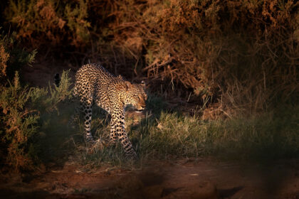 Leopard-Samburu-Kenya-Photo-Safari-DSC_6772-1