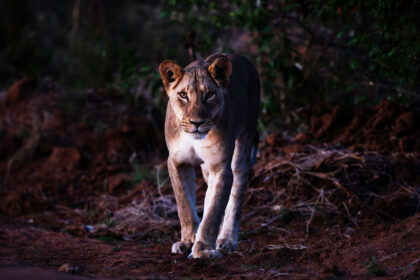 Lioness-Kenya-Lakipia-DSC_0089