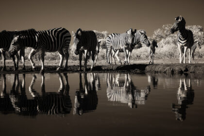 Zebra-africa-infrared-PZ7_8165