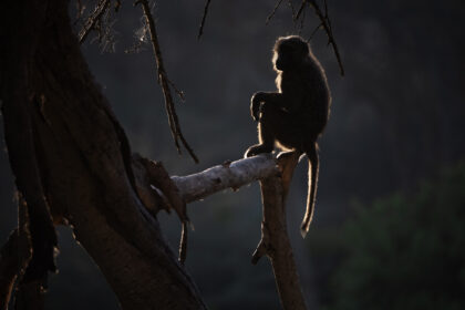 Baboon-Solio-Ranch-DSC_8504