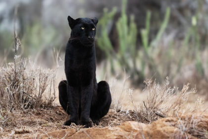 Black-Leopard-Giza-DSC_6767