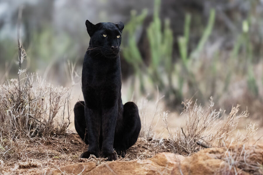 VOICES AND LEGENDS 2027