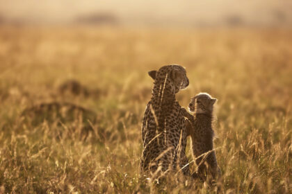 Cheeta-Cub-Sunrise-DSC_2616 copy