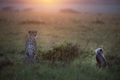 Cheetah-cub-Sunrise-DSC_2237