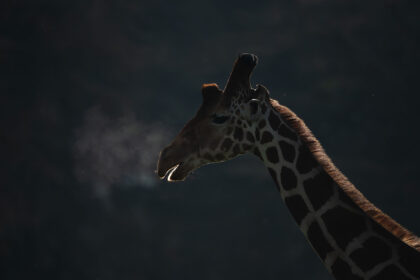 Giraffe-Riticulated-Breath-PSM_3439