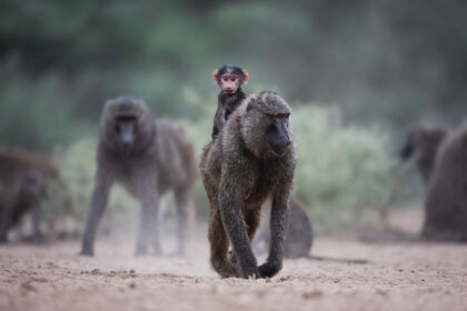 Hide-Baboons-DSC_4932