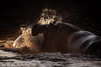 Hippo-fighting-DSC_2083 copy