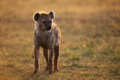 Hyena-Mara-DSC_9881
