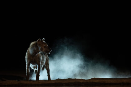Hyena-hide-night-DSC_5452
