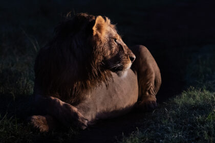 LIon-Evening-DSC_2526