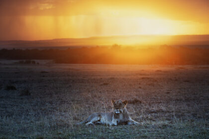 LIon-Mara-Kenya-Piper-Mackay-_DSC1492 copy