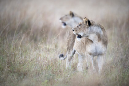 LIons_Mara_Africa_DSC_7379-1