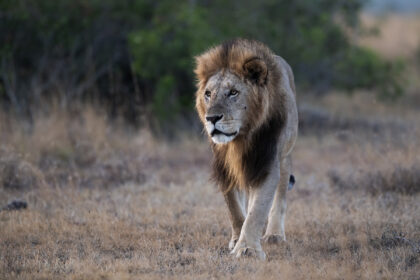 Lion-ElPajeta-Kenya-DSC_0699