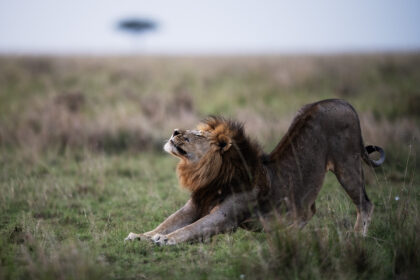 Lion-Male-Streaching-PSM_4190