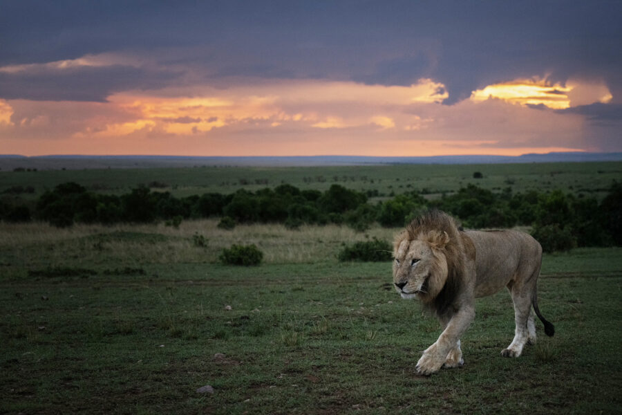 MAASAI MARA PHOTOGRAPHIC WORKSHOP 2028