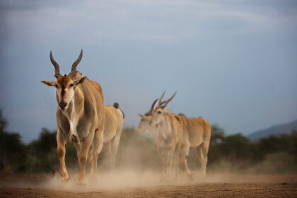 Hide-Eland-DSC_5872