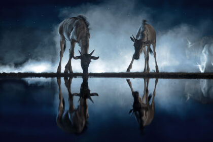 Ben-McRae-Wildebeest-Hide-017A7709no5