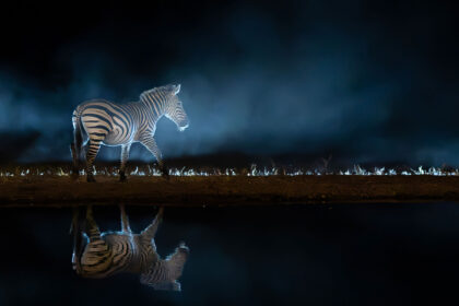 Ben-McRae-Zebra-Hide-017A7501no5
