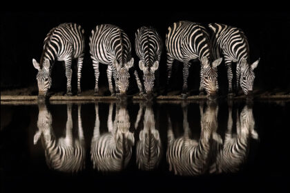 Ben-McRae-Zebra-hide-017A8399no3
