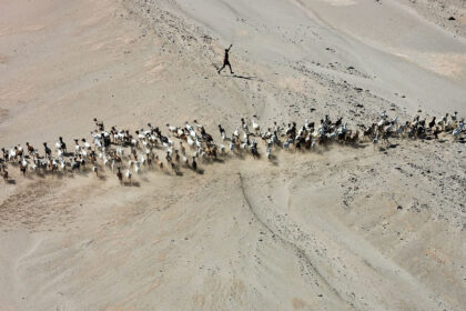 Helicopter-landscape-goats-Northern-Kenya-PSM_0768