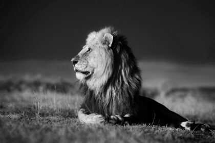 LIon-Majestically-Wild-2-B&W_PZ7_4624