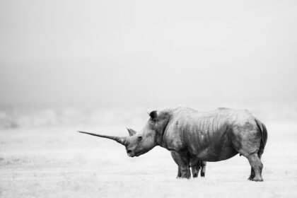 Rhino-Solio-DSC_4151