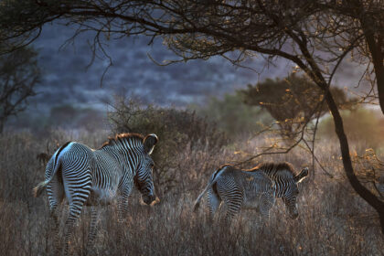 Zebra-Grevy-DSC_6936