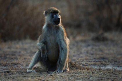 Baboon-Yellow-Zambia-PSM_2051