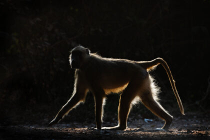 Baboon-Zambia-PSM_2536