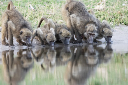 Baboons-drinking-Botswana-PNS_9462