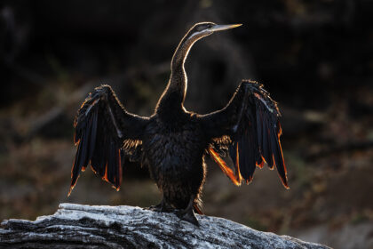 Bird-Darter-Chobe-River-Botswana-PNS_8419