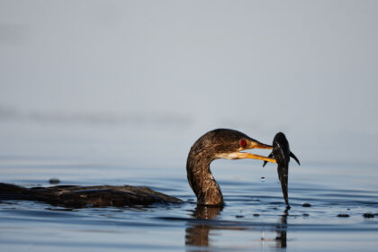 Bird-Duck-fish-river-PNS_3575