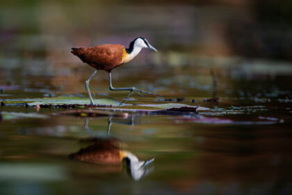 Bird-Jakana-Chobe-River-DSC_1008-1