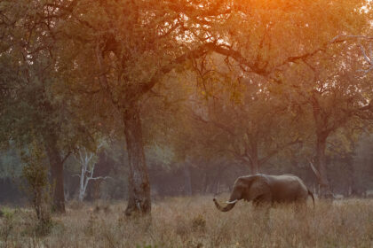 Elephant-Zambia-DSC_2527